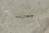 Fossil Crane Fly (Pronophlebia) Larva - Green River Formation #94990-2